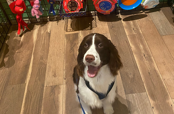 Integrity Home and Pet Care - pet field trips