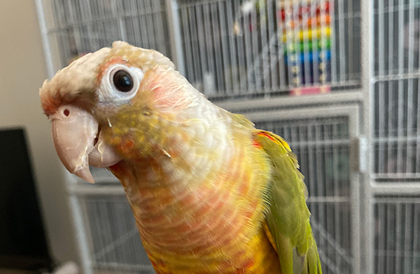 Bird Care Services Wilmington NC