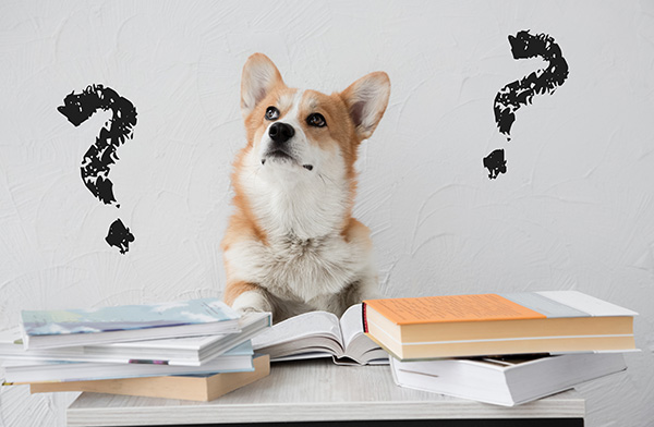 Pet Sitter Wilmington NC