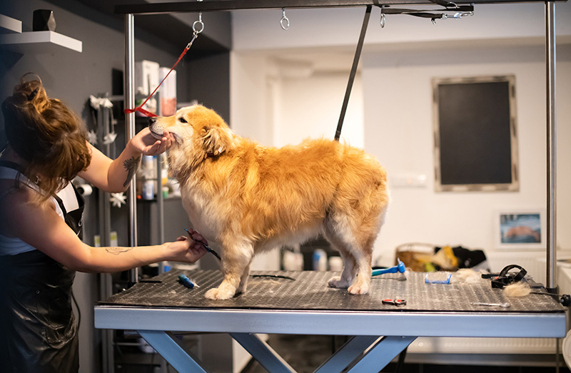 groomingStationCleaning Grooming Salon Cleaning Wilmington NC